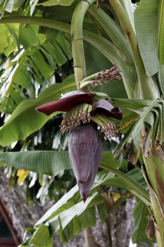Banāna zieds Autors: Fosilija Cuba libre