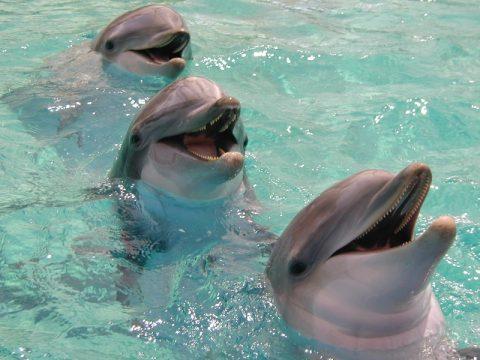Delfīni neelpo automātiski... Autors: ainiss13 Tikai šodien uzzināju...