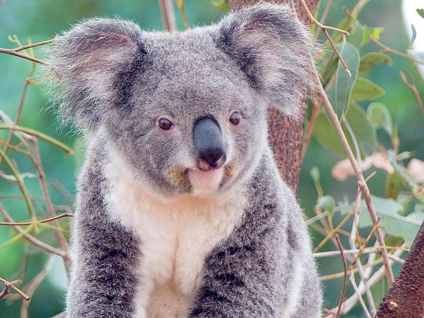 Koalas pirkstu nospiedumi... Autors: rasty Interesanti fakti.