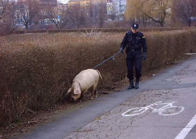 55parasti pastaigā ved suņus... Autors: mareksoz turpinajums jautri un interesanti.