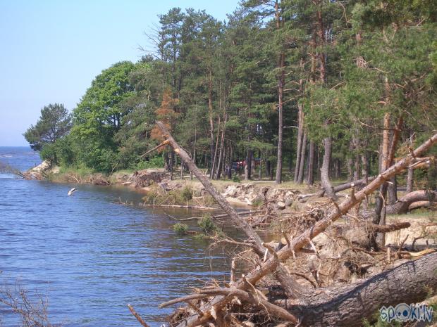  Autors: plutons Svētdienas pastaiga gar Gaujas krastu līdz ietekai jūrā.