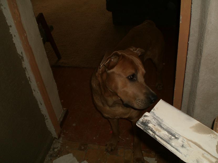piedāvāju sunim remontēt savus... Autors: azulum ko mans suns un es izdarījām ar koridoru