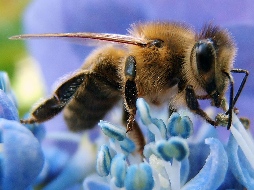 Rietumu medus bite ir... Autors: PhantomMadness Austrālijas nāvīgākie dzīvnieki!
