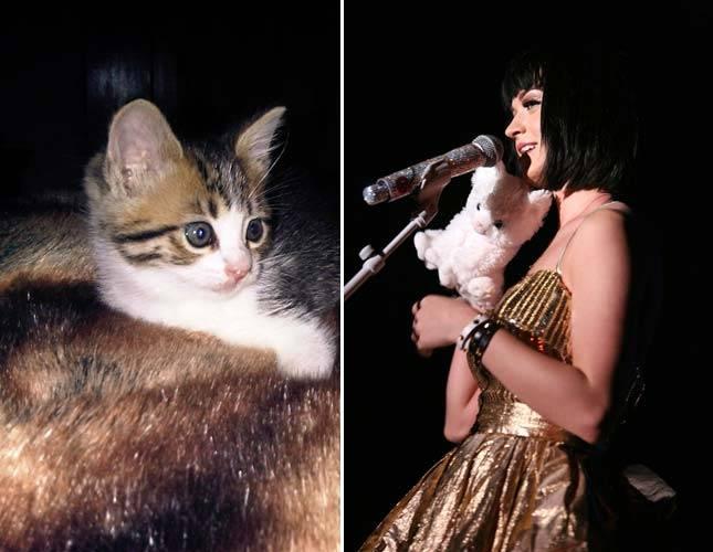 Dziedātāja Keitija Perija... Autors: Hamsters1 Slavenības un viņu kaķi.