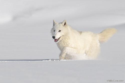  Autors: WOLF12345 Pelēkais vilks 12.nodaļa