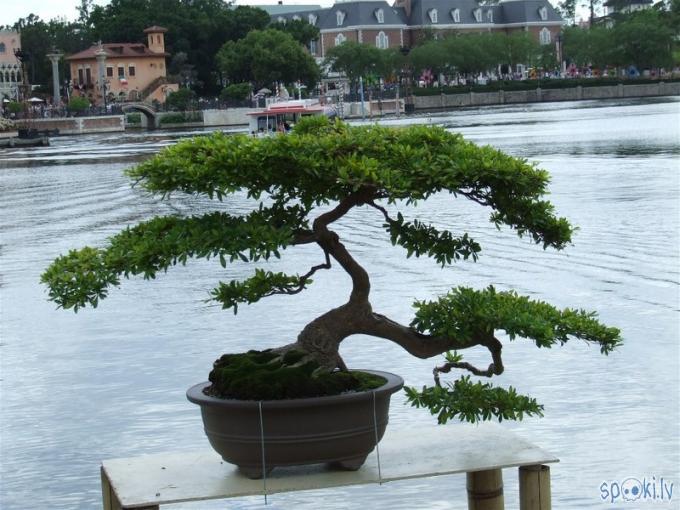  Autors: mandariinc. bonsai kociņš.
