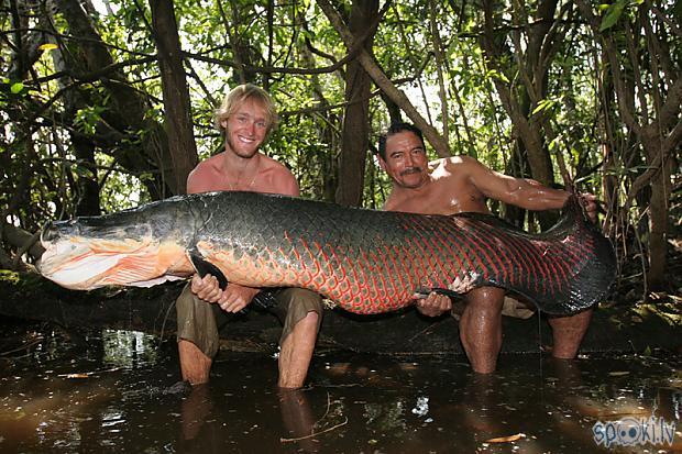  Autors: Fosilija Amazones milzu zivs Arapaima