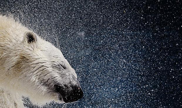 A polar bear shakes his body... Autors: Theinfernoisrefuge Photo (part 1 of 3)