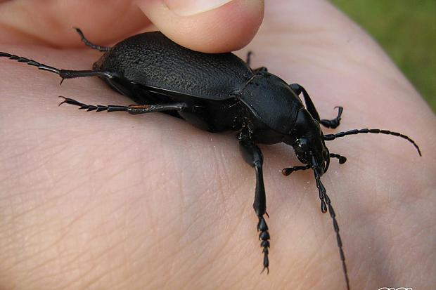  Autors: Bulldog Carabus - Lielā skrejvabole