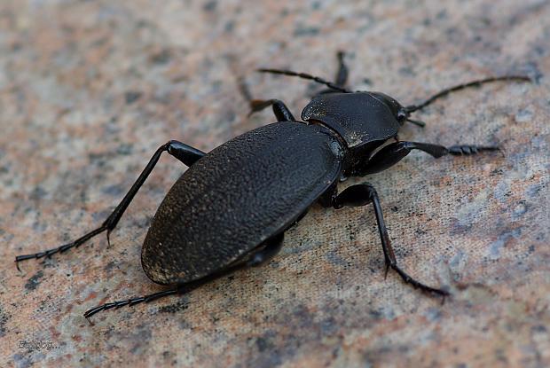  Autors: Bulldog Carabus - Lielā skrejvabole