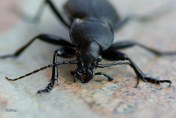  Autors: Bulldog Carabus - Lielā skrejvabole