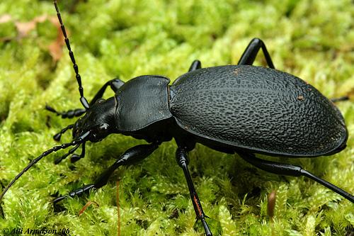  Autors: Bulldog Carabus - Lielā skrejvabole