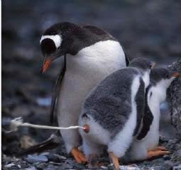  Autors: Rockhopper Pingvīni visu piekakā