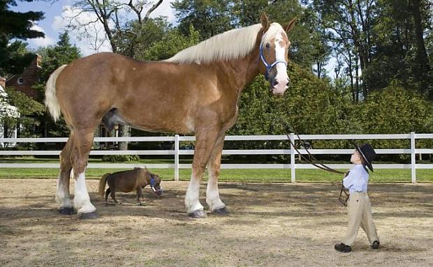 Pasaules mazākais zirgs Autors: Fosilija Unikālākie Ginesa rekordi