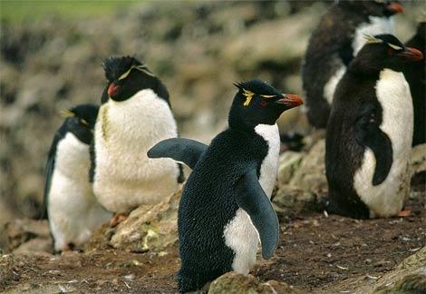  Autors: gangsteris biologija - pingvini