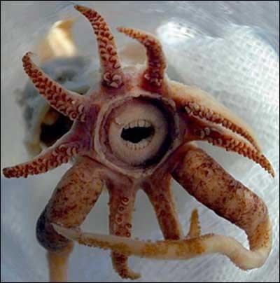 The Squid with Teeth... Autors: Brezhnews Dzīvnieki no jūsu murgiem...