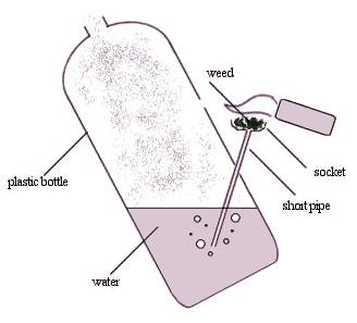  Autors: normiitis Let`s make some BONG../