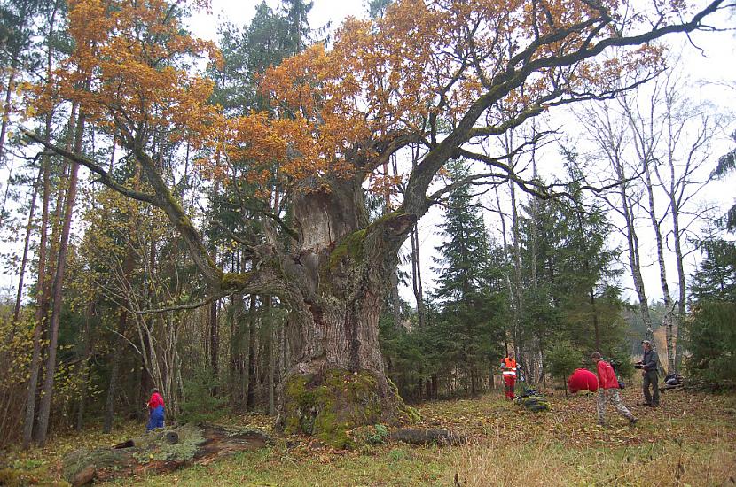 wwwizglabsimlv Autors: Izglabsim FOTO: Atdod saules gaismu Strēļu svētozolam