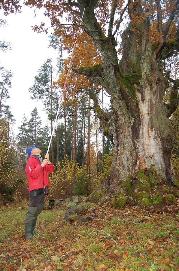 wwwizglabsimlv Autors: Izglabsim FOTO: Atdod saules gaismu Strēļu svētozolam