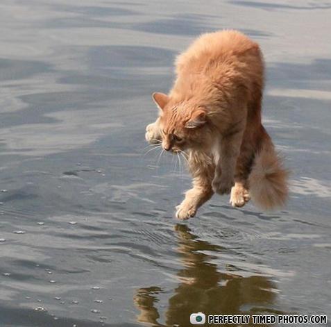 quotJesus walks on water cats... Autors: džokonda Bildiites