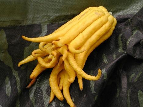 Budas roka jeb pirkstainais... Autors: KinDzaDza 10 dīvainākie ēdamie augļi.