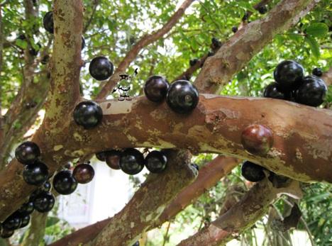 Jabotacaba  neskatoties uz to... Autors: KinDzaDza 10 dīvainākie ēdamie augļi.