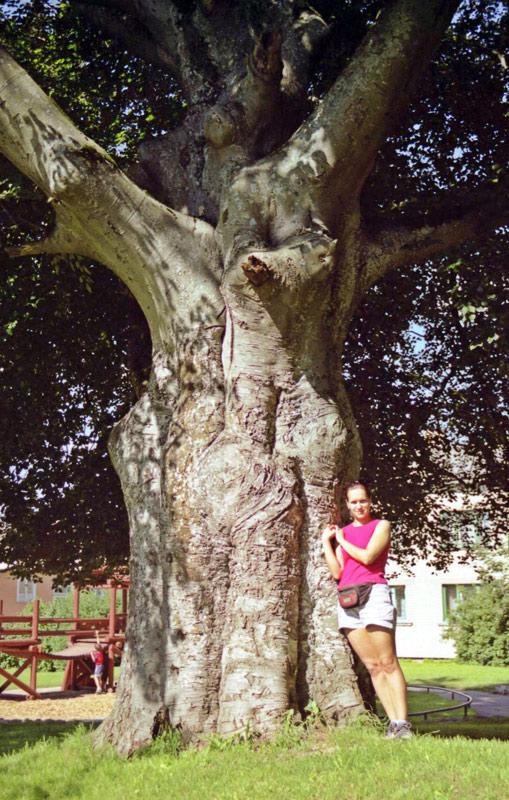 Aizputes dižskābardis... Autors: cheat Kurzemes lielakie koki (pirma dala)