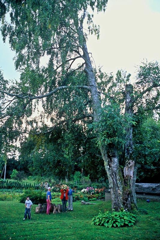 Sausupju bērzs Atrašanās vieta... Autors: cheat Kurzemes lielakie koki (pirma dala)
