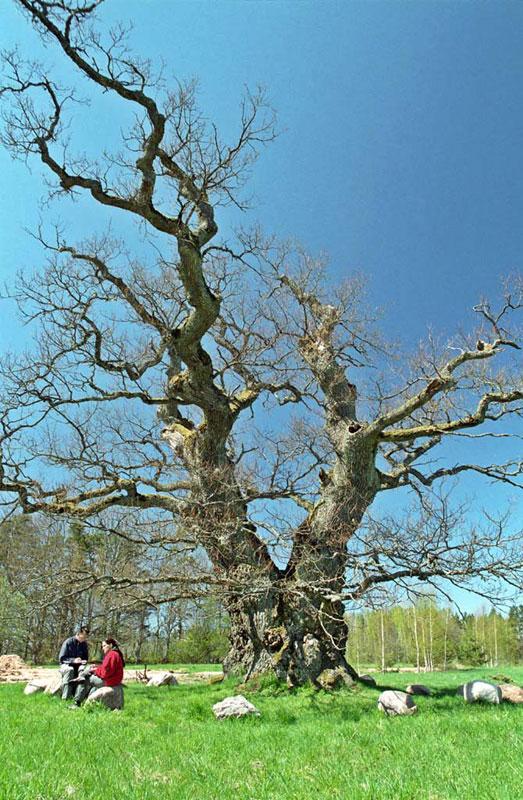Grīdenieku ozols  Atrašanās... Autors: cheat Kurzemes lielakie koki (pirma dala)