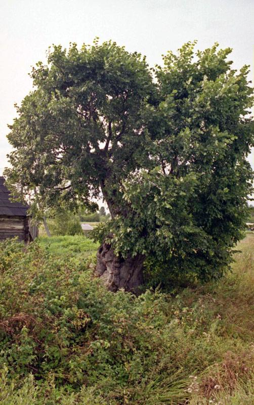 Janopoles Upurvīksna  ... Autors: cheat Latgales lielakie koki (ceturta dala)
