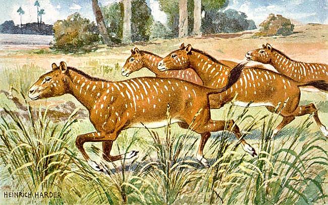 Mesohippus mūsdienu zirga... Autors: vaera Equus caballus