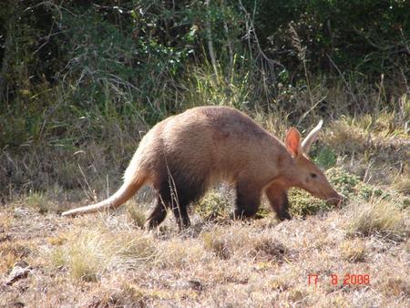 Āfrikas skudrulācis spēj... Autors: Verbatim 10 fakti par dzīvniekiem