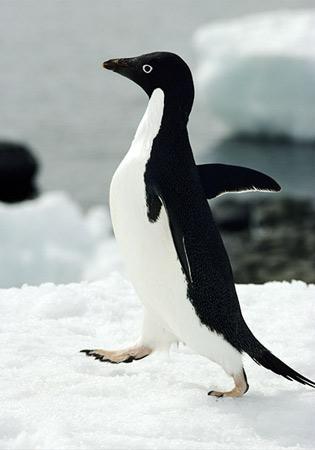 Pingvīns ir vienīgais putns... Autors: Fosilija Fakti, kurus, iespējams, nezināji.