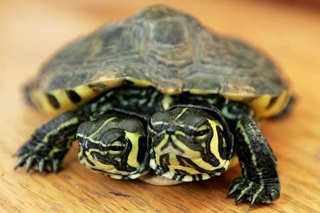Šis bruņurupucis atrasts... Autors: Brezhnews Dzīvnieki ar 2 galvām
