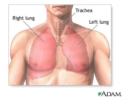 Kreisā plauša ir mazāka nekā... Autors: Verbatim Fakti, kurus esi palaidis garām 2