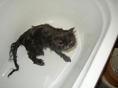  Autors: dzeimsons Kā mazgāt kaķi