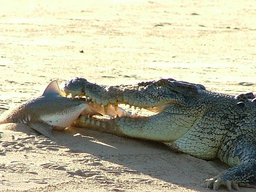 Sālsūdens krokodīls ir pasaulē... Autors: PhantomMadness Austrālijas nāvīgākie dzīvnieki -[2]-