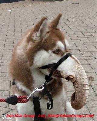 funny animals - Spoki