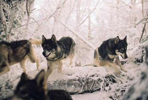  Autors: WOLF12345 Pelēkais vilks 15.noaļa.