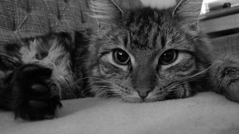Kaķis  Grieta  Autors: HanFastFive Manas pašuzņemtās bildes.