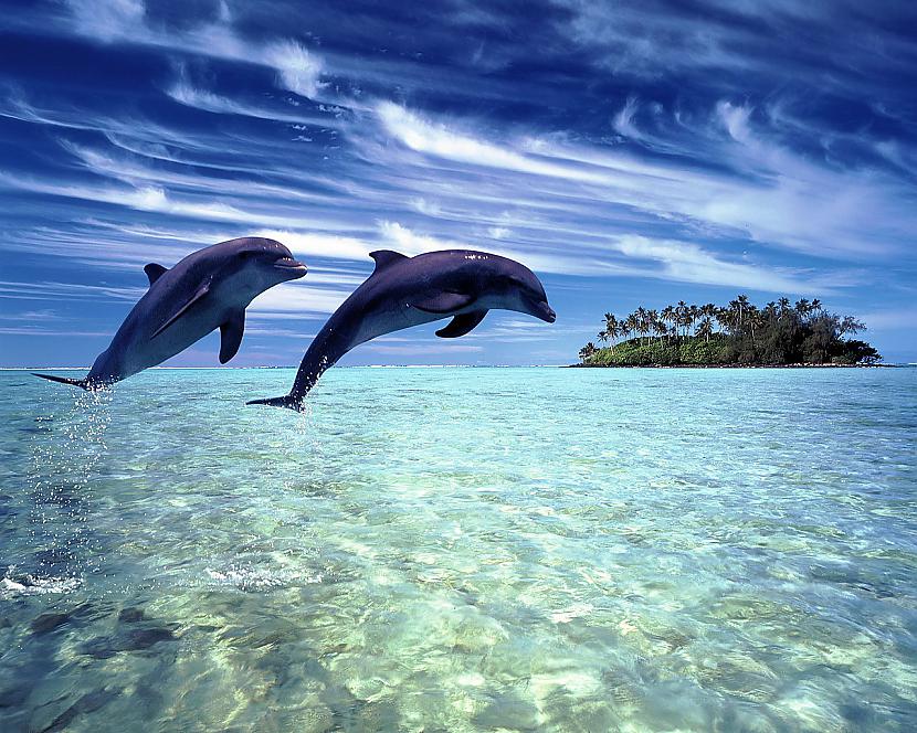 Dažu sugu jūras delfīni ir... Autors: kiksons 17 fakti par dzīvniekiem