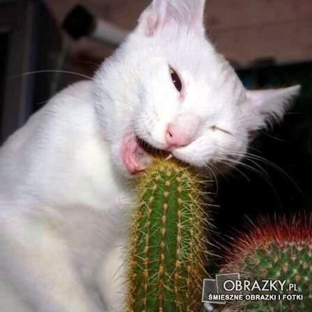 Kaktuss ir dzīvē dziļi vīlies... Autors: Agii67 Interesanti izteicieni!! :)