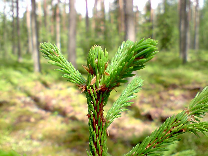  Autors: Ragnars Lodbroks Latvijas  daba...