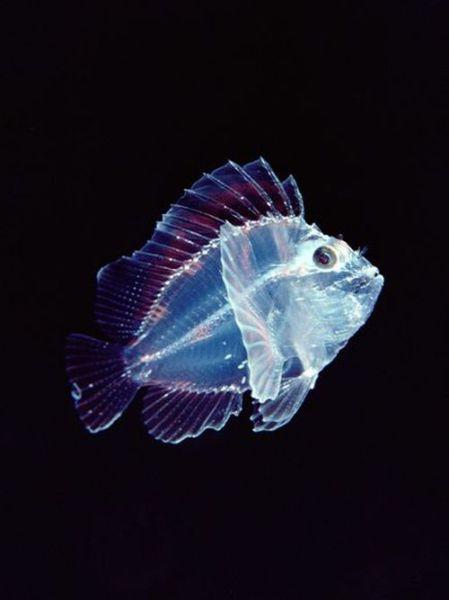 Dziļūdens zivs kas var arī... Autors: StarFlare Apbrīnojamā māte daba! {2}