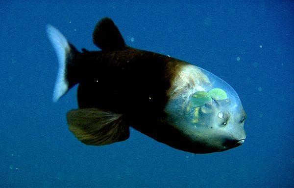 Stiklgalvas zivsScaronī savāda... Autors: StarFlare Apbrīnojamā māte daba! {2}