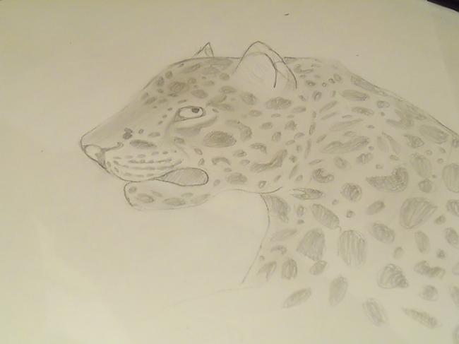 Un ar B zīmuli iekrāsojam šeit... Autors: Hamsters1 Kā uzzīmēt leopardu.