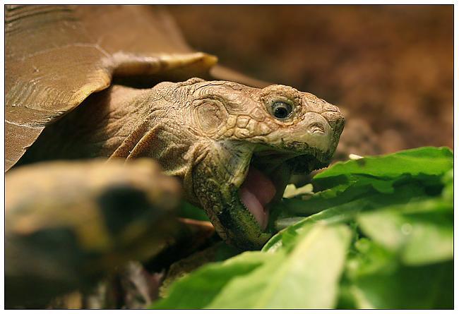 Daži bruņurupuči var nodzīvot... Autors: Fosilija Fakti par bruņurupučiem