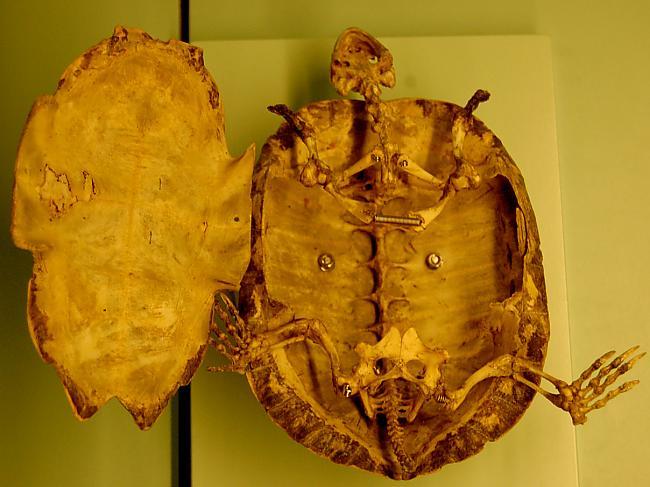 Bruņurupuča bruņas ir... Autors: Fosilija Fakti par bruņurupučiem