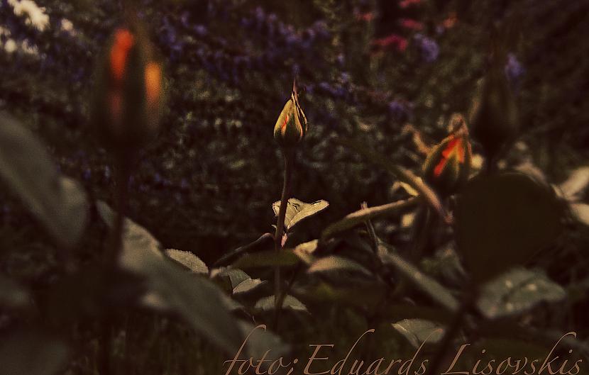  Autors: euzux skaistie ziedi