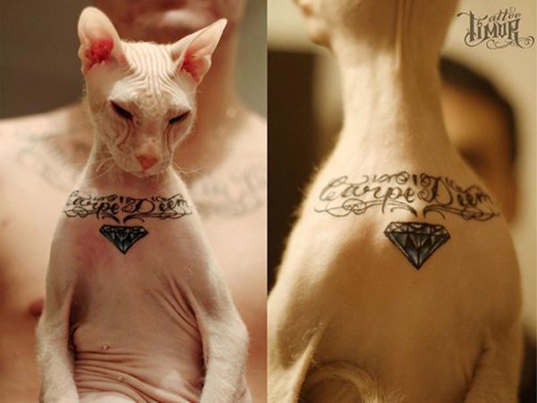  Autors: Zilais Kamielis Neticami - Tetovēts Kaķis!